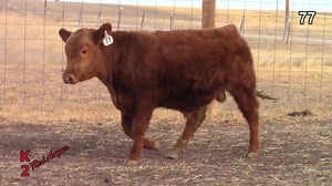 Lot 77: K2 Red Angus - K2 Spring Sale