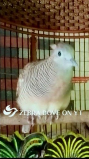 Zebra Dove call Bird sounds for relaxations 225 #birds #birdsounds #birdsong #animal #zebradove