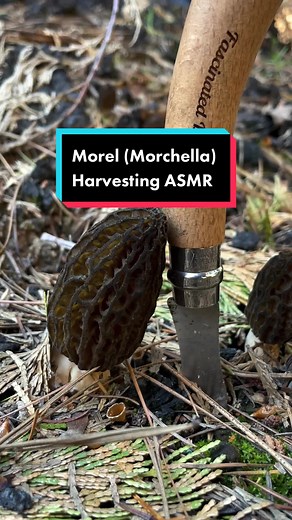 More #Morel harvesting ASMR! People are constantly asking me why I tap mushrooms before harvesting. I have explained this fully on the FAQ page of my website and on my podcast, but I will attempt to answer it here as well. Tapping a mushroom gives you a sense of the density, the resonance speaks to the quality of the mushroom. A nice thump means the mushroom is in good shape, but a hollow sound means it may be full of bugs. Tapping mushrooms helps to dislodge dirt and insects that may be hiding 
