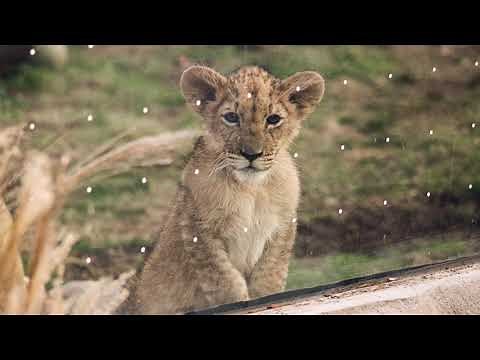Detroit Zoo | Educational Lesson: Lion Cub Binti