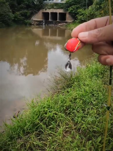 All About the EXP Micro C Frog Fishing Lure