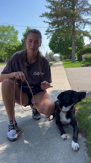 Effective Dog Training with a Slip Lead