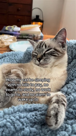 Mmm to day dream #cat #catsoftiktok #catlover #meow