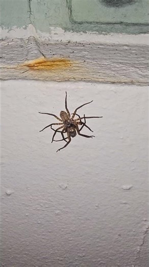 Spider predating on another spider: Puerto Rico