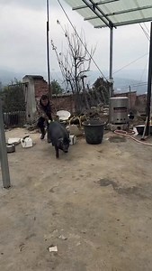 14K views · 5.5K reactions | 3 Ways to Raise Pigs for BIG Farmhouse...