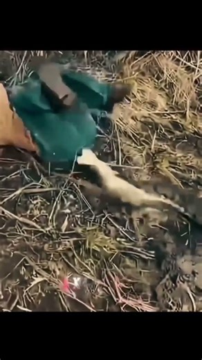 #trollface #viral #reels