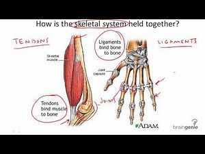 8.3.4 Tendons and Ligaments