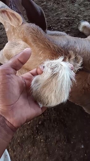 Cute Goat Tail Interaction on a Farm