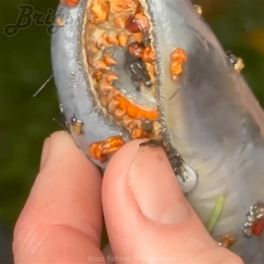 94K views · 1.5K reactions | I Found a Sewer INFESTED with Alien Fish! #exoticfish #fishpond #aquarium #fishtank | Brigs Fishing Team | Facebook