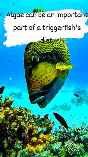Many triggerfish species do eat algae, especially those in the genus Melichthys. While some triggerfish primarily feed on crustaceans and other invertebrates, others, like the reef triggerfish, incorporate algae, particularly coralline algae, into their diet. Some species, like the redtoothed triggerfish, even specialize in plankton. | Fishing World Tv