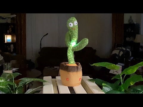 Wiggly Dancing Cactus