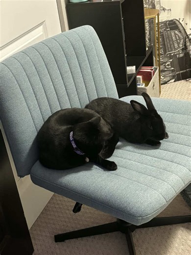 Meet Ellie: The Bunny Looking for a Forever Home