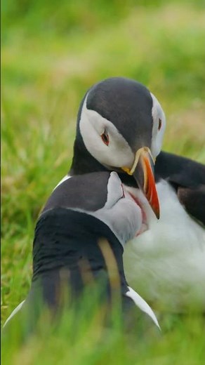 Everyday Life of Puffins: A Closer Look at These Adorable Birds