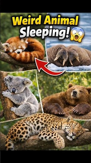 Animals Sleep Like THIS? 😲#animals