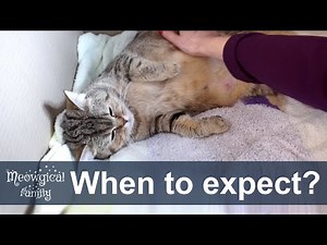 How to tell if your cat is about to give birth?