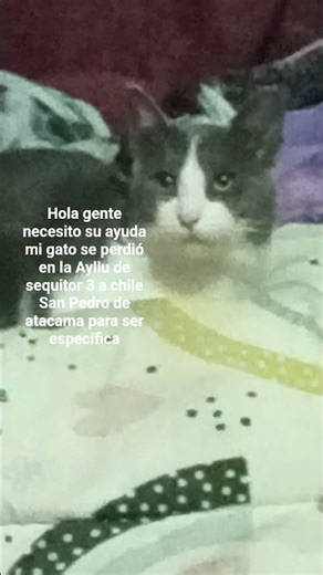ayúdenme por favor mi gato desaparecido