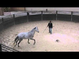 Working with a 17.1 Hand Andalusian