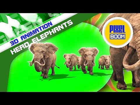 Green Screen African Savanna Herd of Elephants Walking - Footage PixelBoom