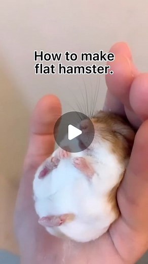 Cute Animals 𓆉 on Instagram: "He melted 🐹🤍 📷: @junior__gerbillinae"