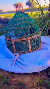 Black partridge sound #KalaTeetar #trending #partridge #love #viral #reels #fbreels #reelsvideo #shortsreels #viralvideochallenge | Teetar awaz