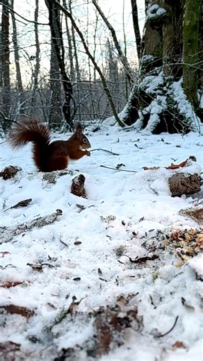167K views · 10K reactions | In the spirit of Christmas sharing, Mr. Squirrel graciously steps back from the snack buffet, inviting the black bird to join the winter feast. 'Tis the season for goodwill and nutty delights! | Squirrels by Fotoscenen | Facebook