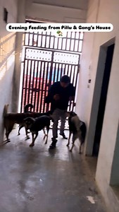 118K views · 5.9K reactions | Evening routine  | follow for voiceless Babies  #reels #travel #instadaily #routine #dogsofinstagram #doglover #petlovers #instagram #mahadev #pillu #explore #trending #minivlog #love #bholenath | Anmol Vashisth | Facebook