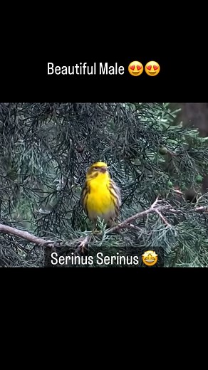 577 reactions · 27 shares | Serinus Serinus 朗朗 Beautiful Male  Beautiful ❤️ Nature 殺 #breeders #birds #breending #breedingseason #nature #naturelovers #natureloversinstagram #jilguero #chardonneret #chardon #criarépreservar #criadores #birdslover #gardenbirds #natureza #european #faunaeuropeia #faunasilvestre #SDCC #girasol #feeding #feedingbirds #dance #silvestre #faunayflora #passaros #naturelife #reels #longexposure #weekend | Fauna Europeia e Americana | Facebook