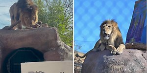 Phoenix Zoo celebrates African lion Pilipili’s 4th birthday