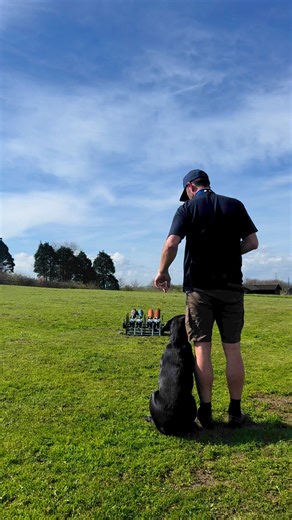 26K views · 614 reactions | Willis … #labradorretriever #chocolatelab #foxredlab #yellowlab #blacklabsquad #training #teampureflax #gundogtrainer #slingleygundogs #pickingupteam #instavideo | Slingley Gundogs | Facebook