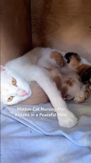 Mother Cat Nursing Her Kittens in a Peaceful Hom