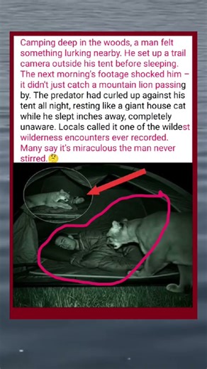 😱♥️Mountain Lion Cuddles Camper's Tent #shorts #usa #trending
