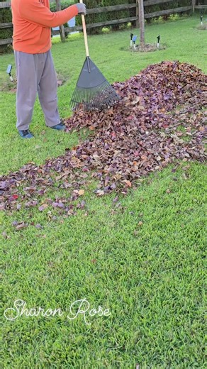 Garden maintenance Raking Fallen Leaves ✅️ #backyard #landscape #tips | Sharon Rose