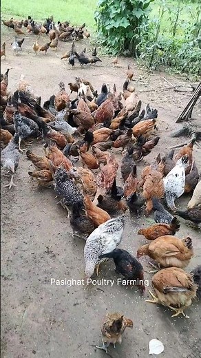 Day-45, Murgi Farming 🐓