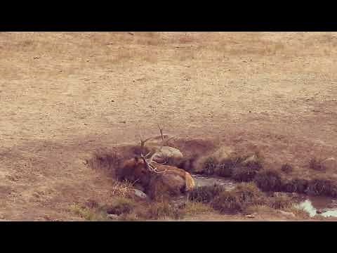 Colorado GMU Unit 11 Hunting Information