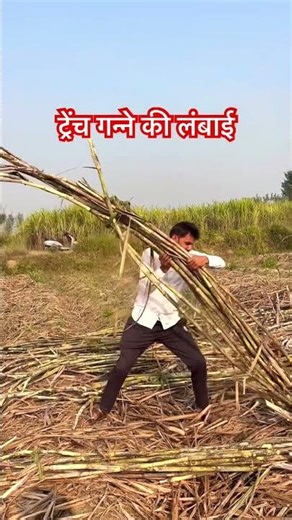 Trench sugarcane length #agriculture #topfarming