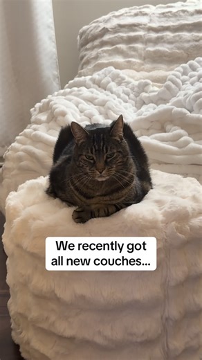 Milo on Instagram: "How dare I sit on his throne 😂 #cats #catsofig #catsofinstagram #reels #reelsig"