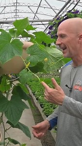🥒 This is a great way to grow your cucumber plants! Give it a try this year. #cucumber #cucumbers #gardenproject #garden #gardening101 #gardeninghacks | Sharkey's Greenhouses