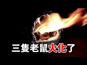 【維鼠日記】我親自火化老鼠【維特】#04｜We are going to cremate the baby rats