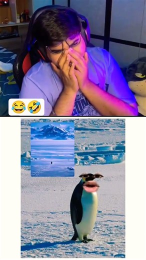 Penguin susu kaise karte hain vaise? [nihilist penguin, penguin meme, alone penguin, motivation ]