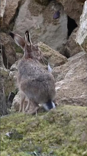 Hare jumping around on the rocks! #nature #wildlife #hare #jump