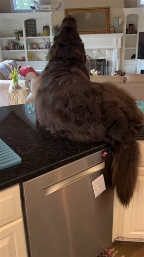 Emergency siren alert activated 😂😂❤️❤️