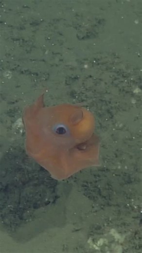 Precious floofcake of the deep 🐙⁠ #DeepSeaDecember ⁠ MBARI’s robotic submersibles often spot this little octopus resting on the mud, its orange body resembling a flat, fluffy pancake. When startled by a predator, a flapjack octopus perks up and swims to safety by flapping its stubby fins, pulsing its webbed arms, pushing water through its funnel for jet propulsion—or all three at once. When the coast is clear, it stretches its webbed arms and parachutes back to the seafloor. | MBARI