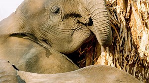 Why Elephants Eat the Baobab Tree | The Green Planet