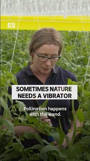 The secret is finding the right spot #Pollination #IndoorFarming