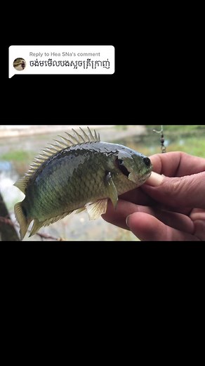 Best Fishing Techniques for Small Pond Success
