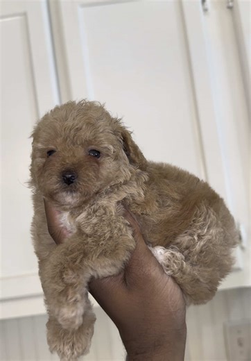 Washing a Toy Poodle: A Cute Grooming POV