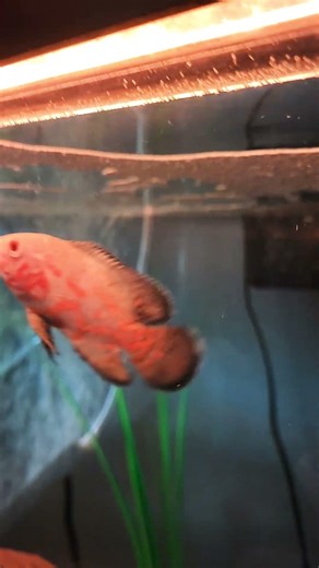 5 subs away from 100 subs, just feeding ghost #fish #aquarium #rap
