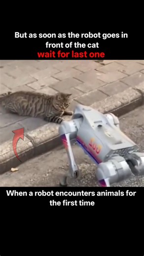 When a robot encounters animals for the first time ! #shorts #youtubeshorts #cat #robot