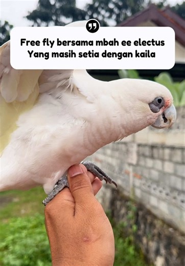 Free fly bersama father #jogja24jam #parrotsoftiktok #fyppppppppppppppppppppppp #parrot #fyp