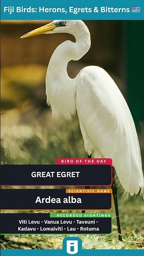 Great Egret Explained | Elegant Hunter of Wetlands Worldwide
